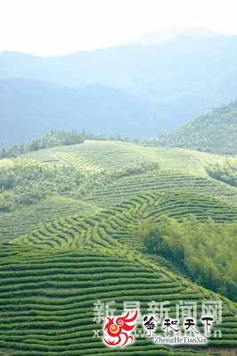 新昌茶文化